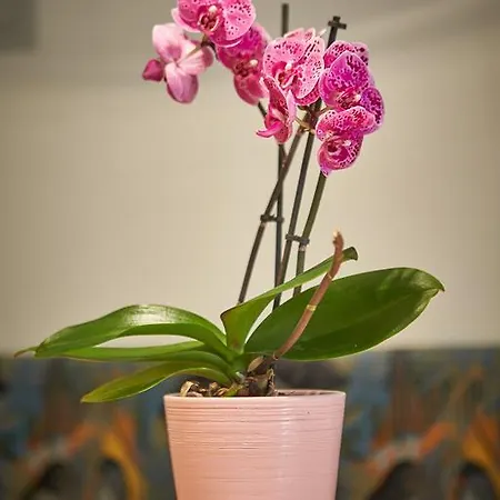 Zwolferkogel By Holidayflats24